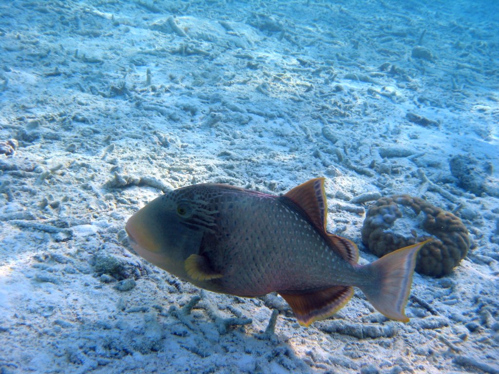 Pseudobalistes flavimarginatus